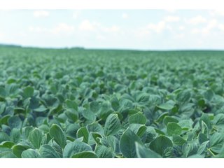 Farmland in Fulton & Marshall Counties, Indiana - LAND AUCTION - 541.3+/- ACRES IN 9 TRACTS IN FULTON & MARSHALL COUNTIES, INDIANA